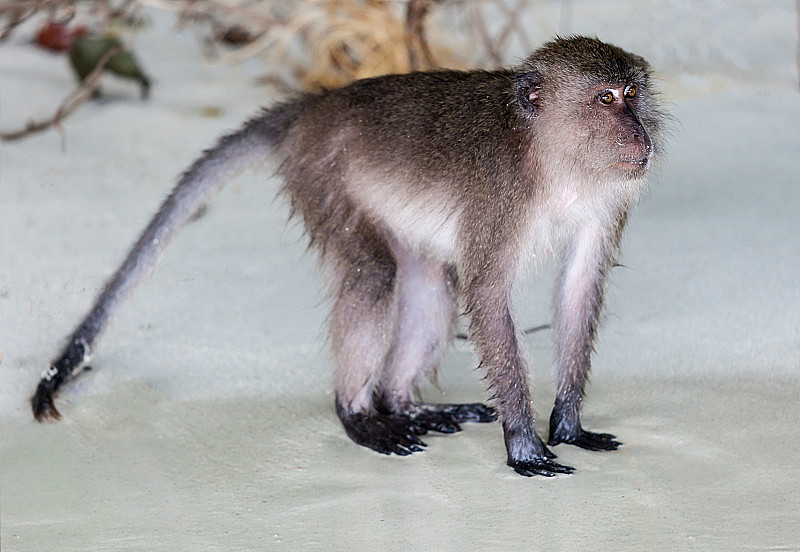 泰国，猴子海滩上的猴子