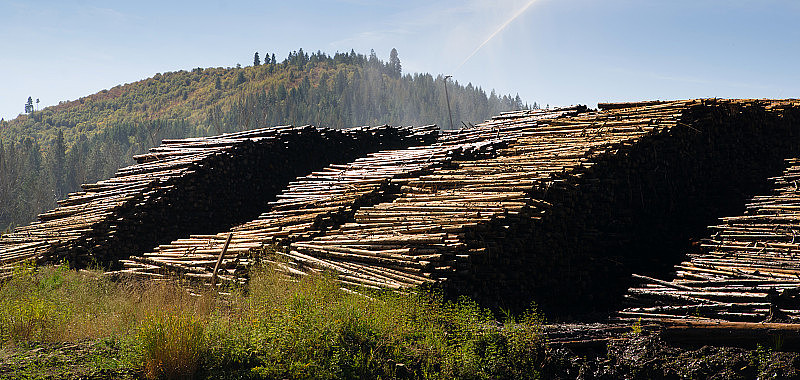 大木材木材原木木材加工厂伐木工业