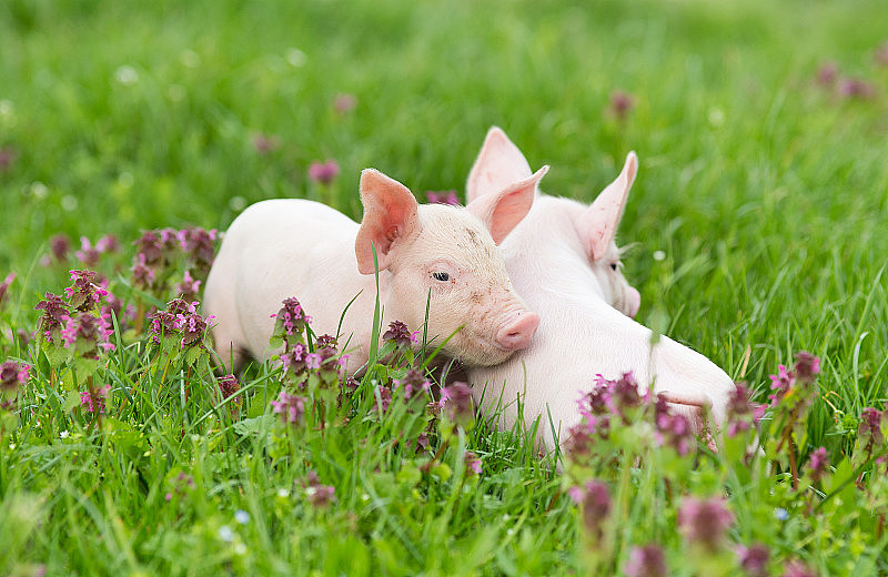 小猪在草地上