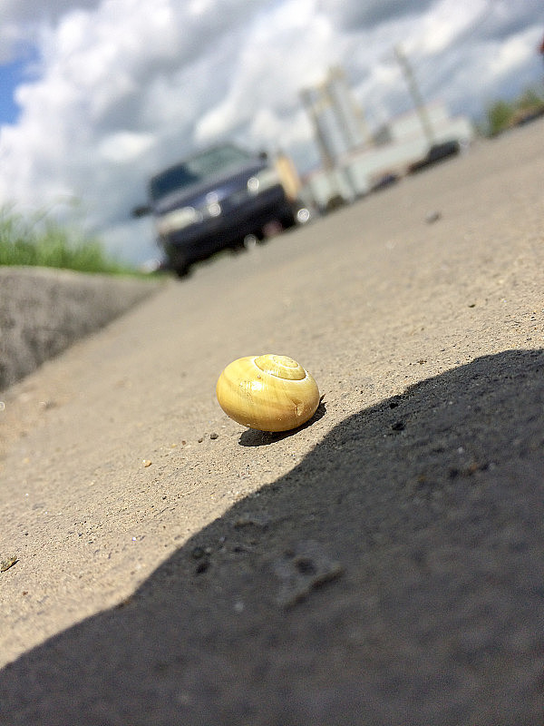 靠近蜗牛休息在街道上的汽车来了