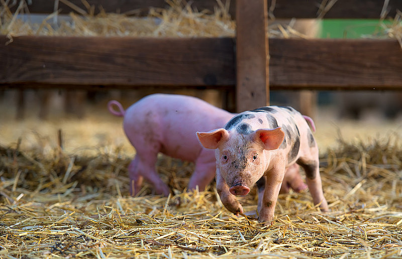 农场里可爱的小猪