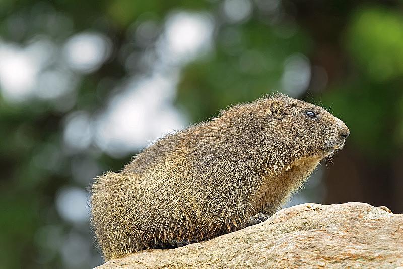 阿尔卑斯山土拨鼠坐在岩石上在夏天的奥地利，欧洲