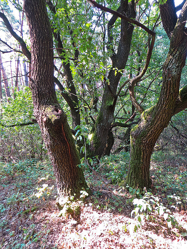 森林中的橡树