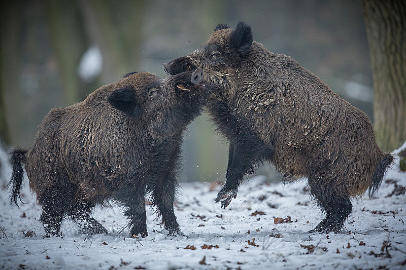 两只雄性野猪在欧洲森林里搏斗