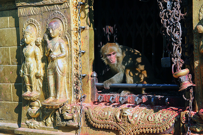 猴子在猴子寺庙，加德满都，尼泊尔