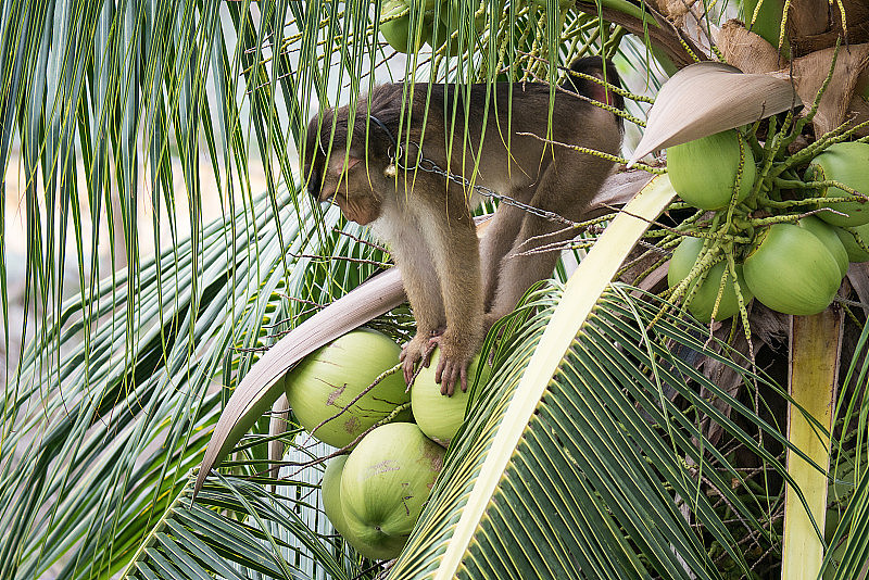 猴子在爬椰子树，猴子在摘椰子