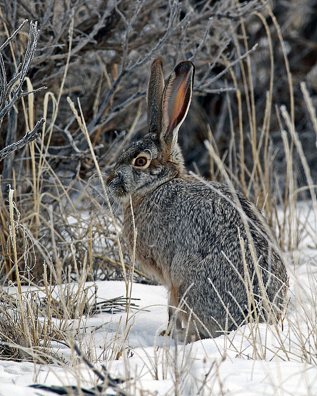 雪垂直格式的黑尾长耳大野兔