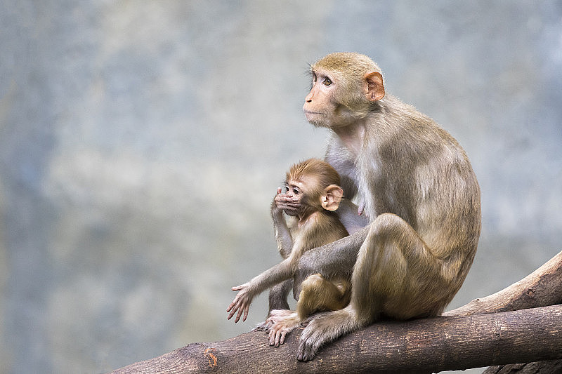 猴子妈妈和猴子宝宝坐在树枝上。