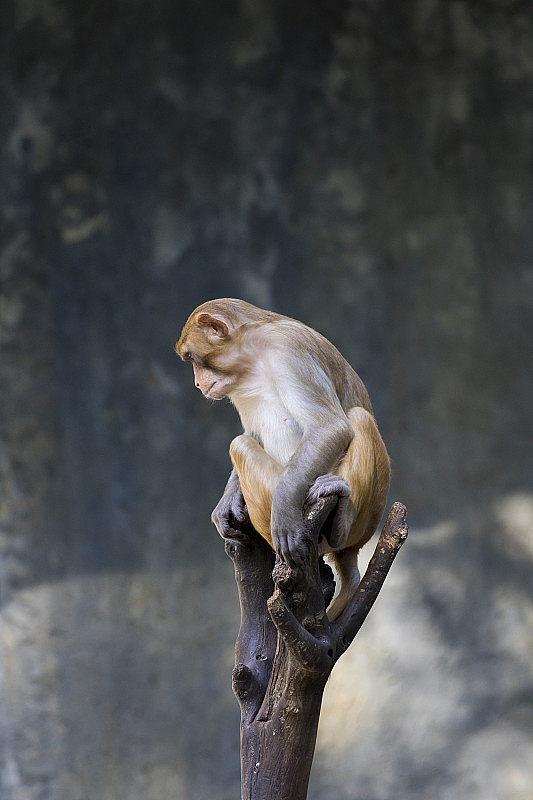 猴子坐在树枝上的形象。