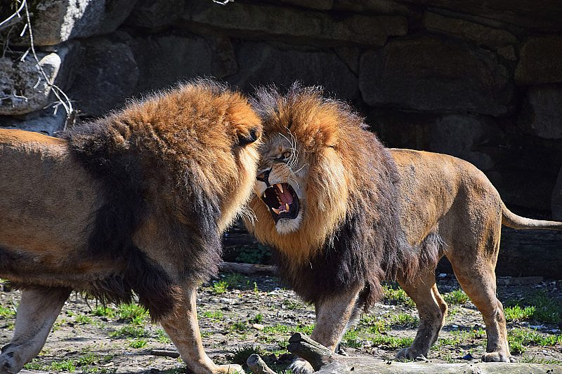 动物园里两只雄性非洲狮又吵又闹