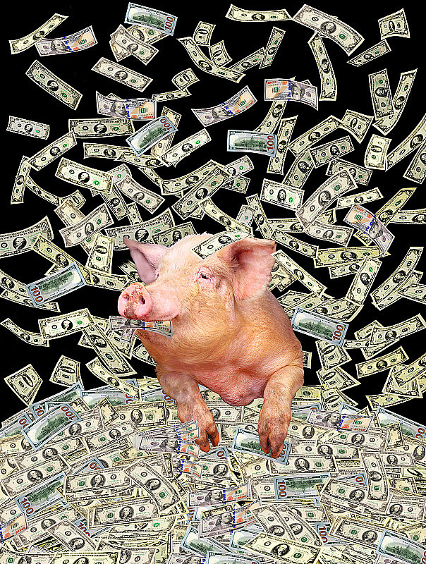 猪在美元堆上