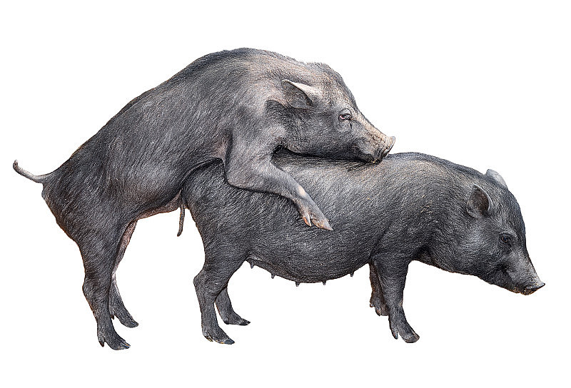 两只越南大肚猪正在交配。