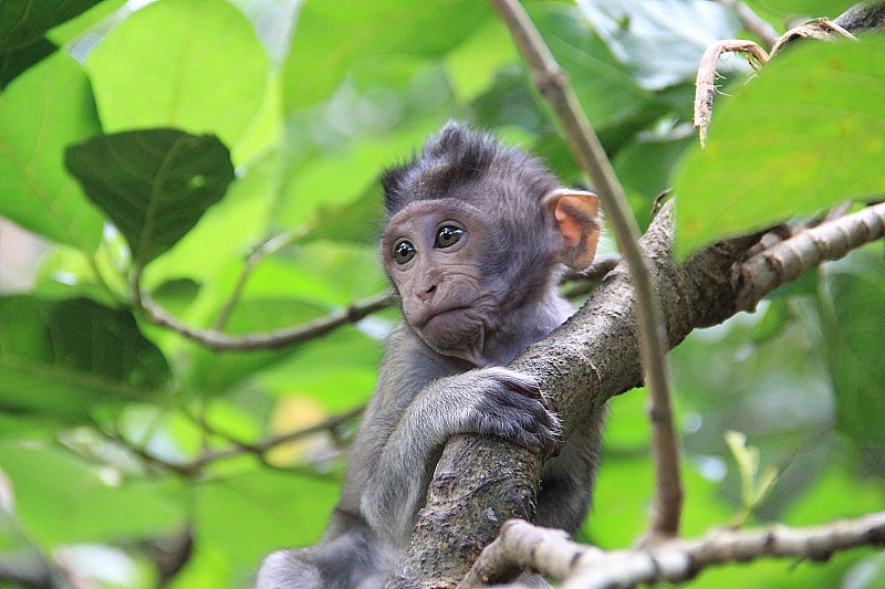 小猴子在巴厘岛丛林的树上嬉戏