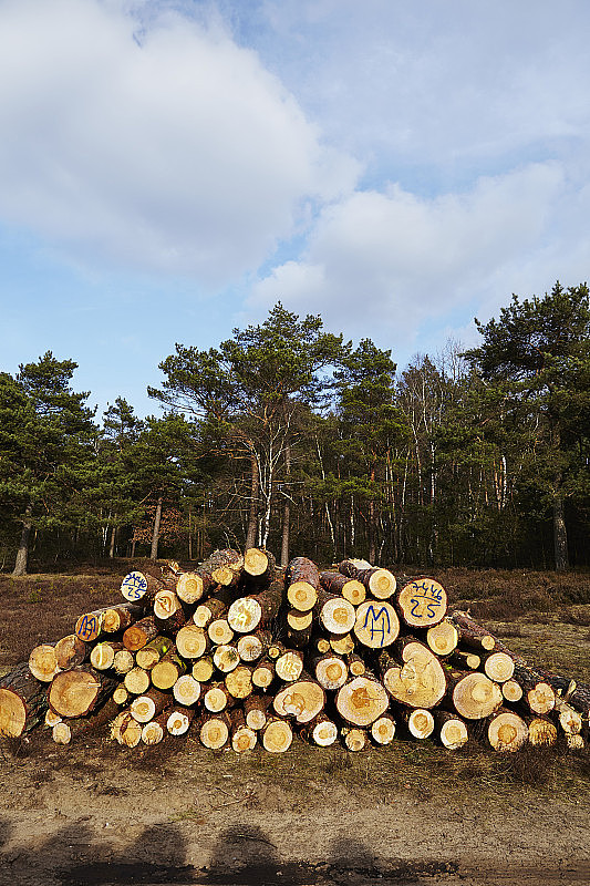 林业-树干堆
