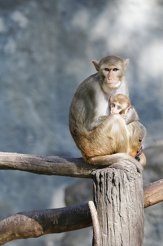 猴子妈妈和猴子宝宝坐在树枝上。