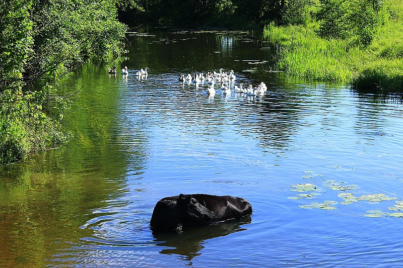 农村景观与母牛洗在河里