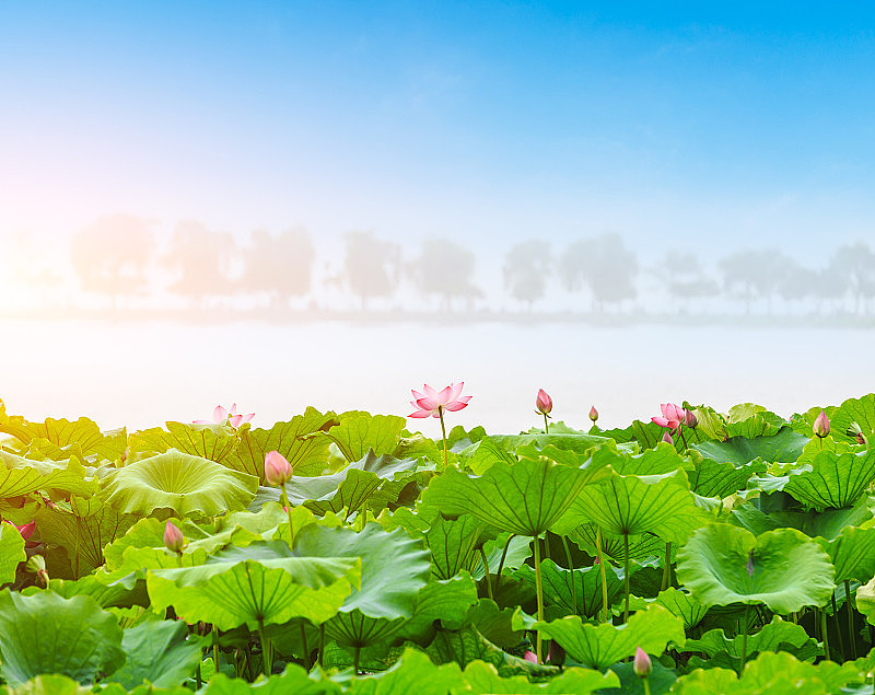 杭州西湖莲花盛开的自然景观