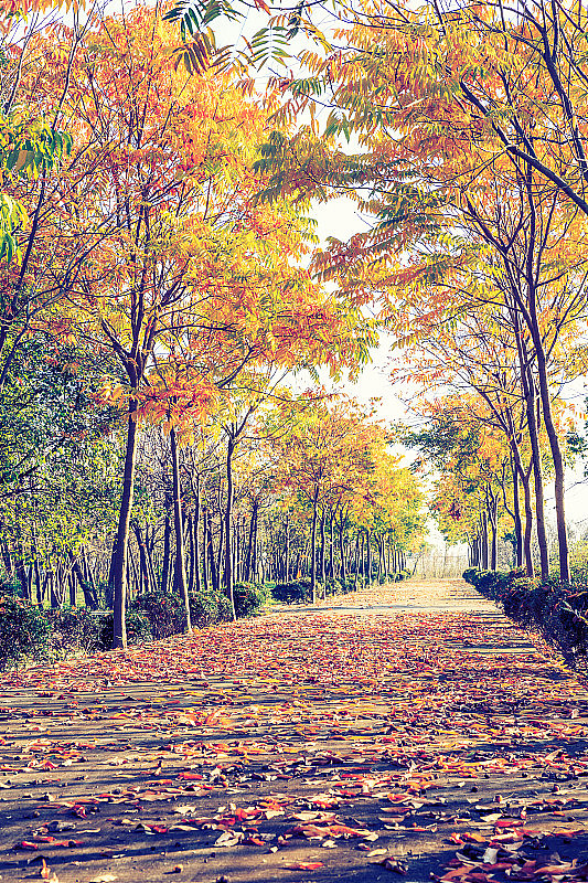 秋树路景观