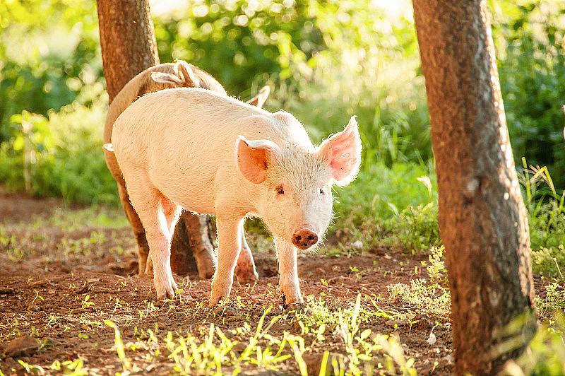 可爱的小猪在春天的草地上行走。猪在草地上吃草。有机农业自然背景