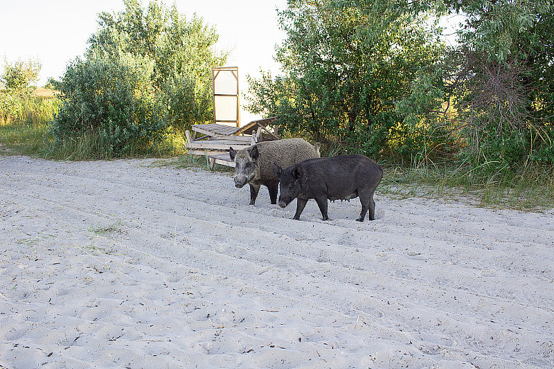 两只小猪一家在沙滩上散步