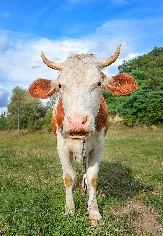 滑稽的牛，长着大嘴巴，直盯着镜头吃草。农场动物。