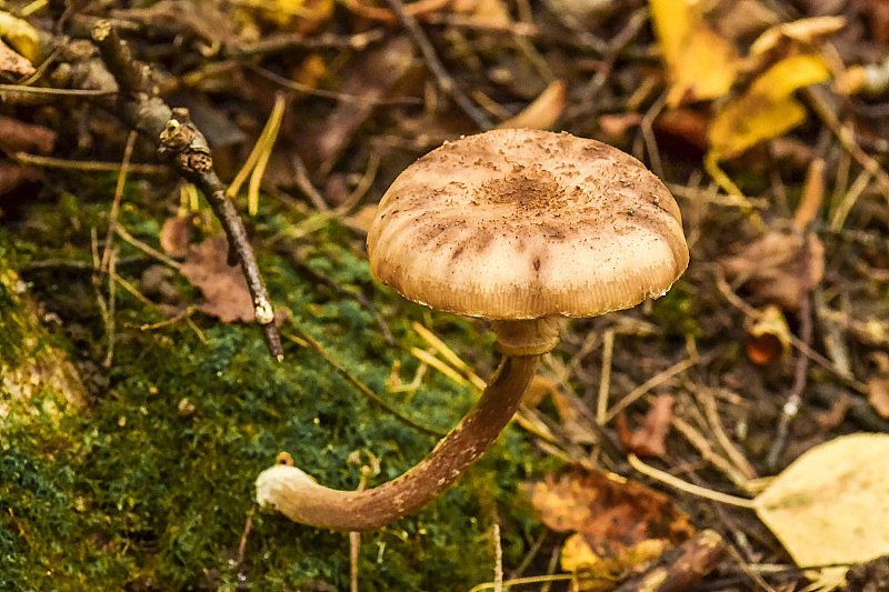 森林中的蘑菇特写。