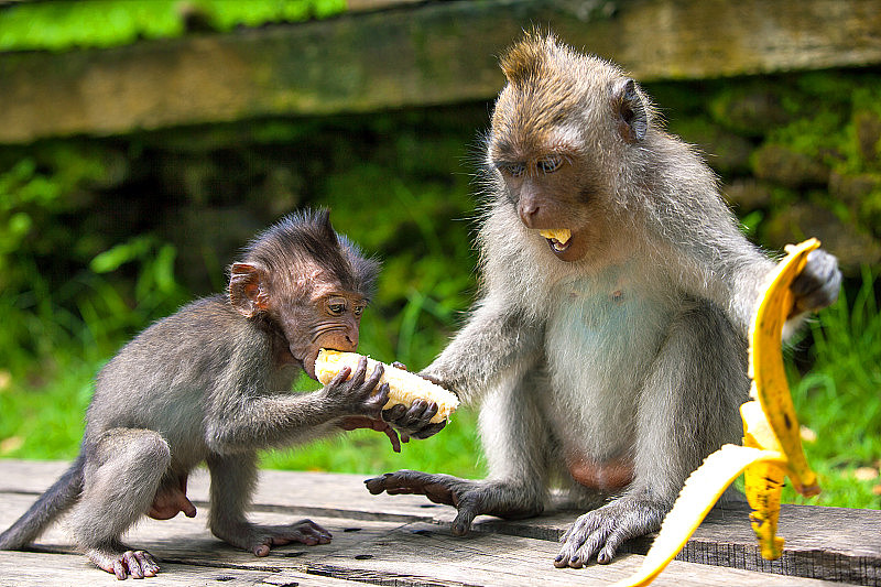 可爱的猴子生活在乌布猴子森林，巴厘岛，印度尼西亚。