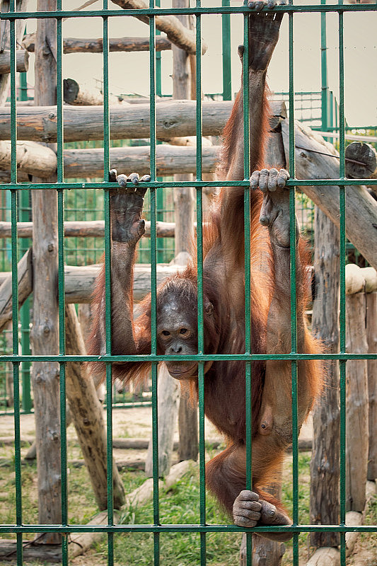 笼子里的猴子。