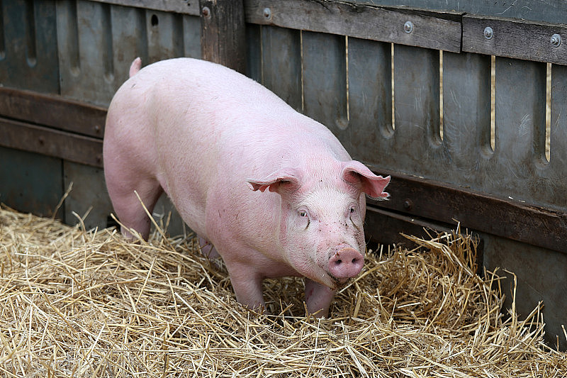 畜牧场粉红猪养殖