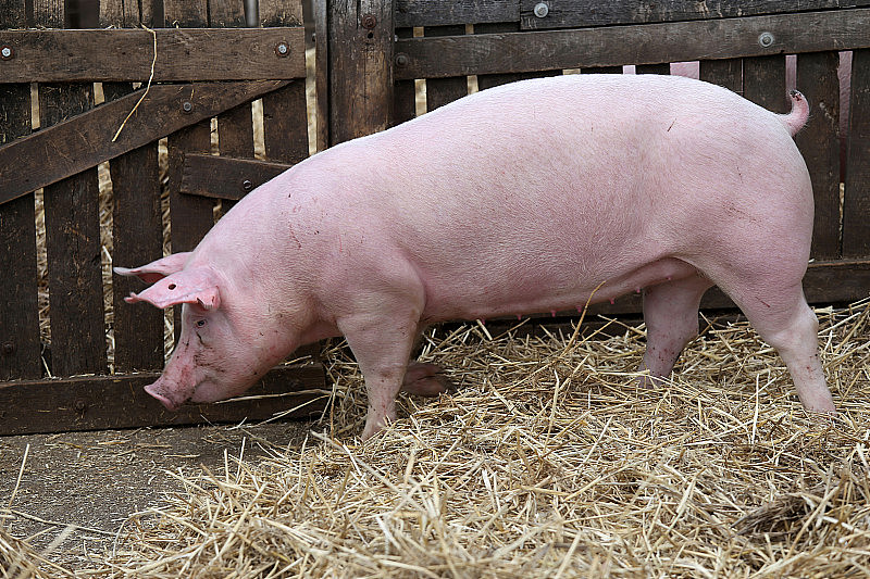 畜牧场粉红猪养殖