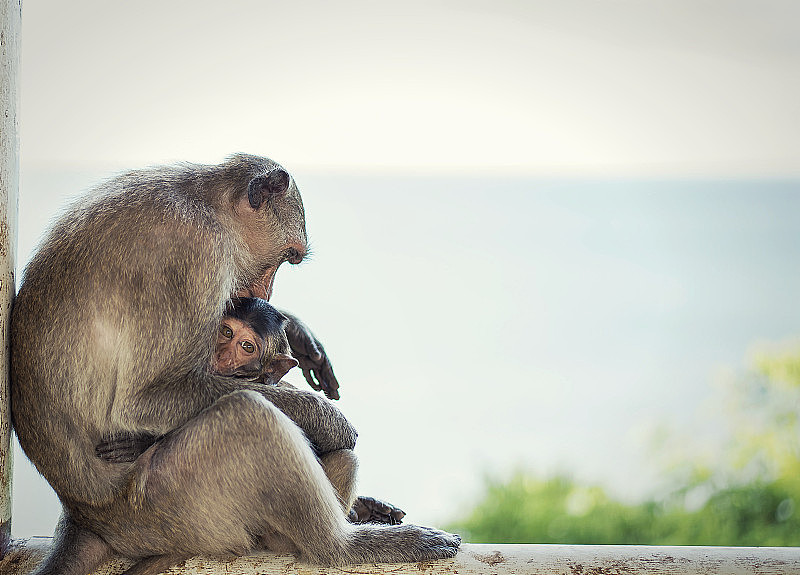 猴子和小猴子互相拥抱