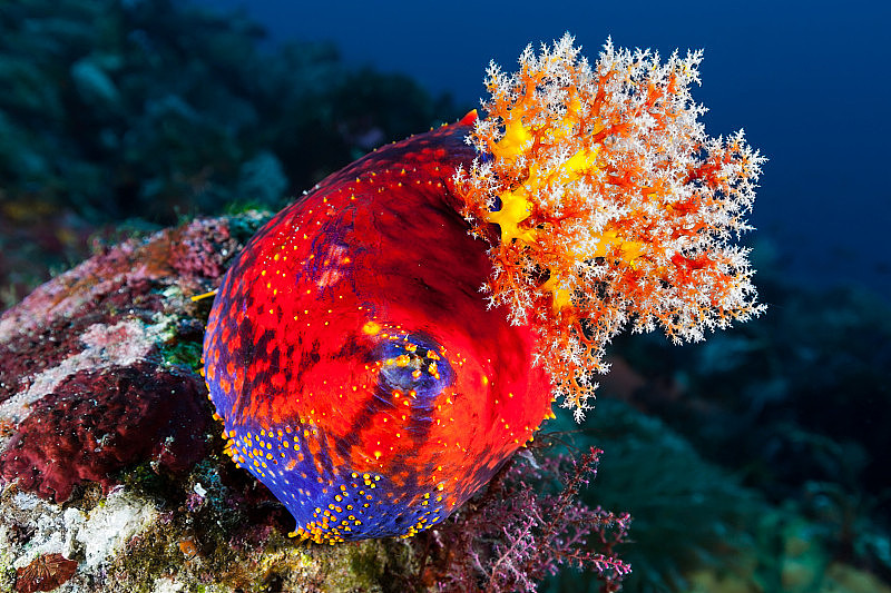 海洋之美，颜色交响曲，海苹果假紫堇，努沙登加拉帖木儿，印度尼西亚