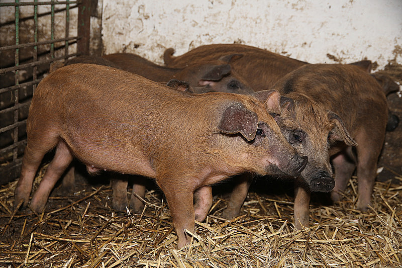 生物养殖场有大量新生小猪