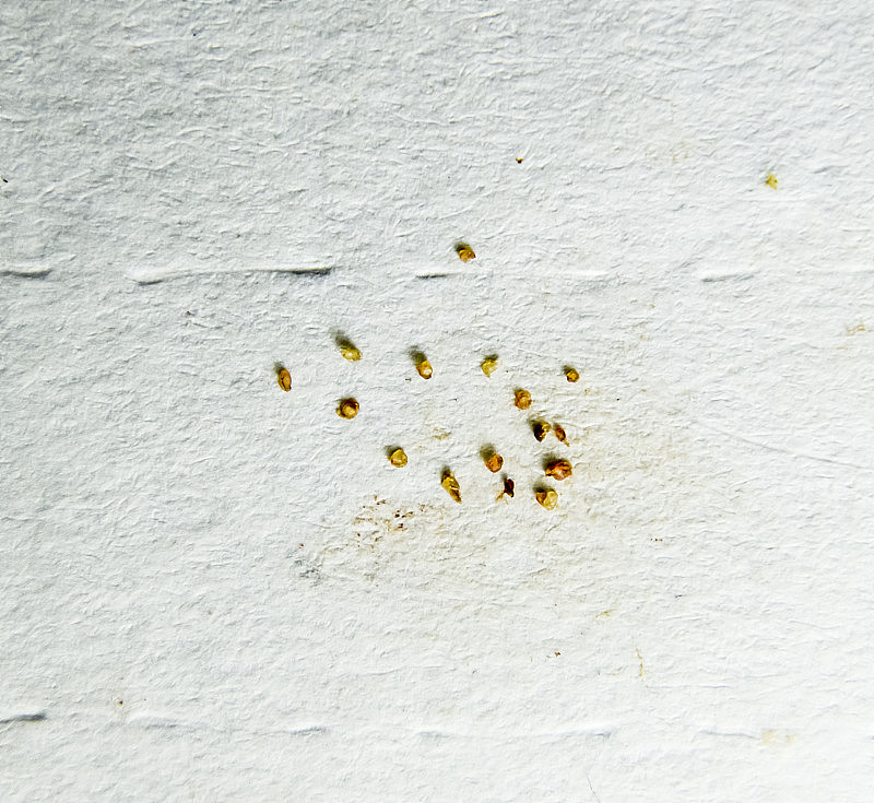 一张纸上有寄生虫。从皮肤上挤出的寄生虫。壁虱寄生虫。