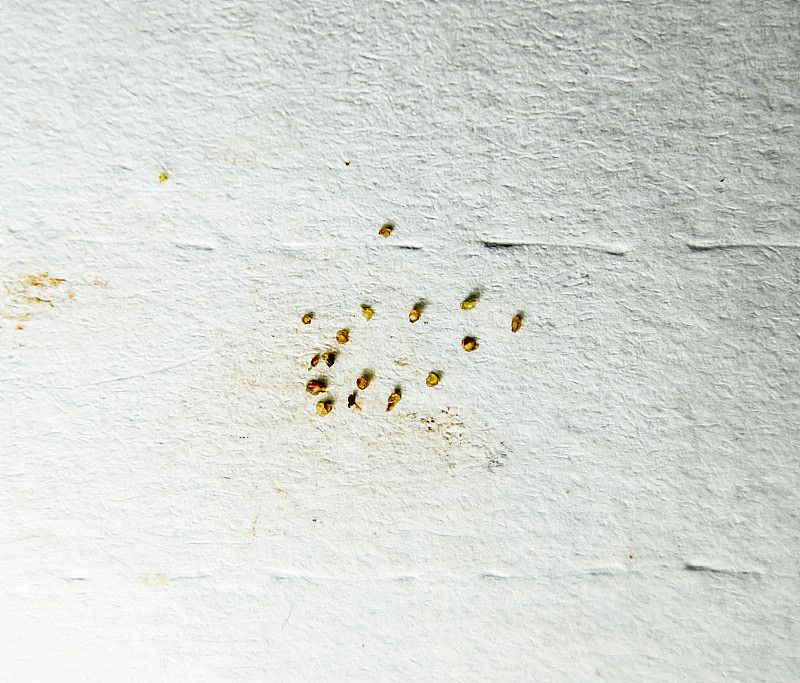 一张纸上有寄生虫。从皮肤上挤出的寄生虫。壁虱寄生虫。