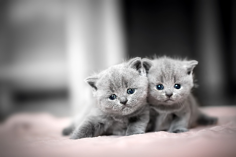两只可爱的小猫互相依偎着。英国短毛猫