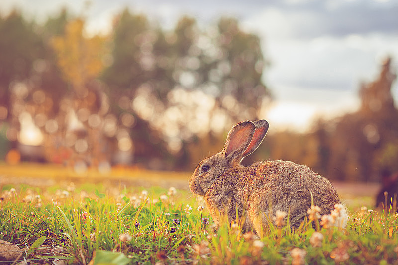 可爱的大耳朵兔子在户外