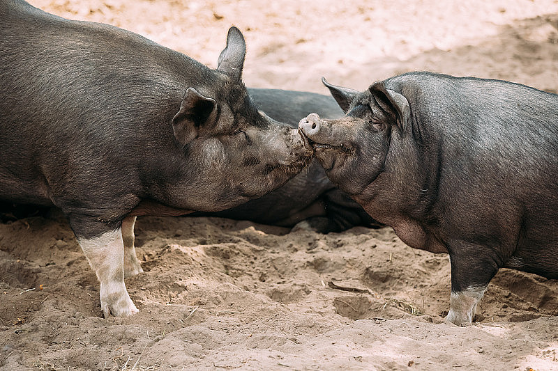 两只小猪喜欢在农场的院子里接吻。大黑猪在沙地上休息。养猪业就是饲养家养的猪