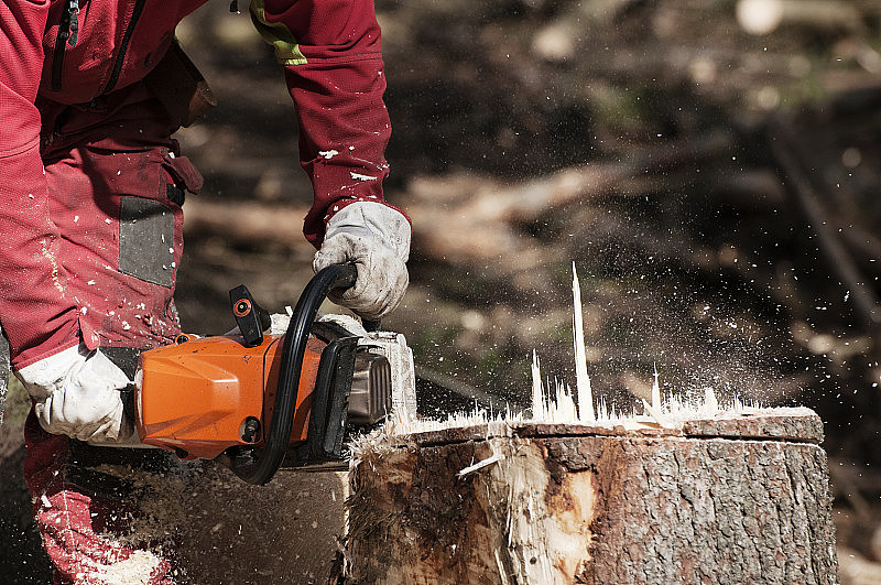 林业工人正在用电锯切割云杉的树桩