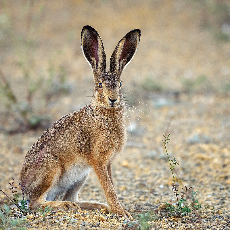 一只欧洲兔子站在地上看着镜头