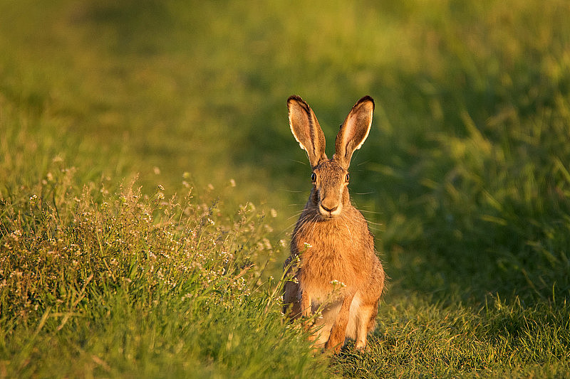 欧洲野兔站在草地上，在美丽的黄昏灯光下(欧洲兔)