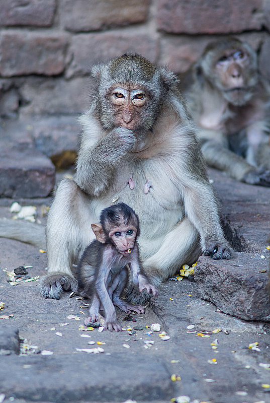 猴子，小猴子和猴子妈妈坐在水泥石头地上吃东西