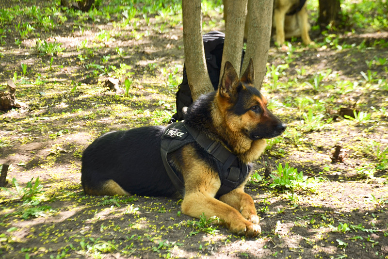 一只警犬趴在地上