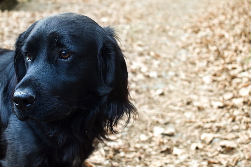 黑色金毛犬图片大全图片