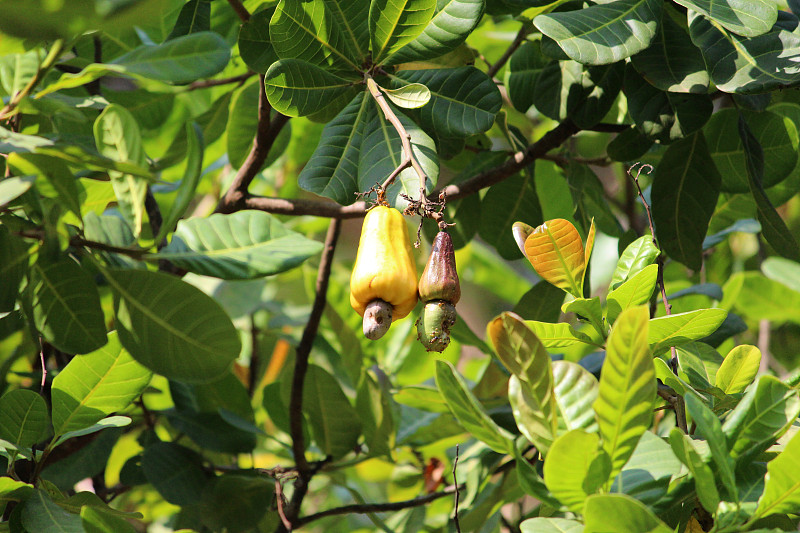 腰果生长在腰果树上的果实和坚果