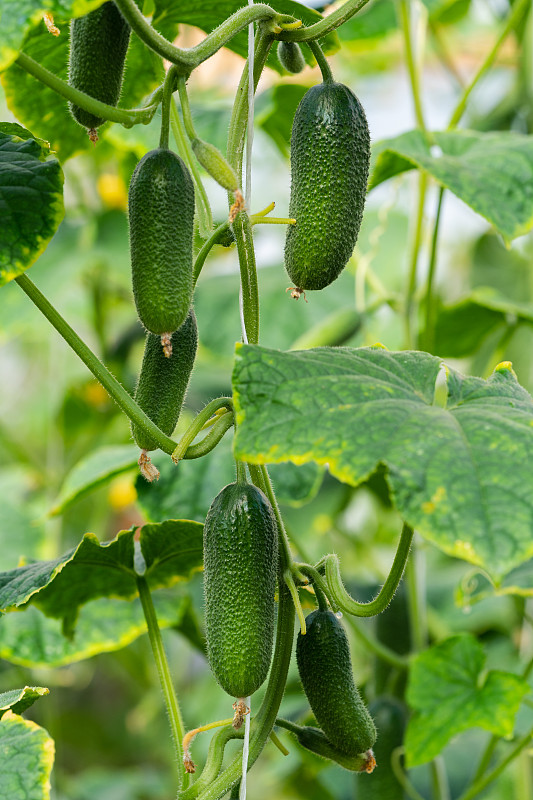 农业大棚种植的夏季新鲜健康生态蔬菜