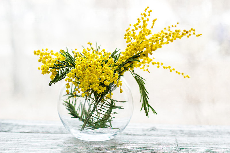 美丽的黄色含羞草花盛开在春天的玻璃花瓶