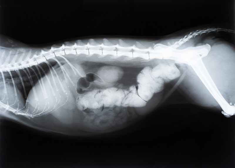 有肠梗阻的猫的x光片或x光片医学图像