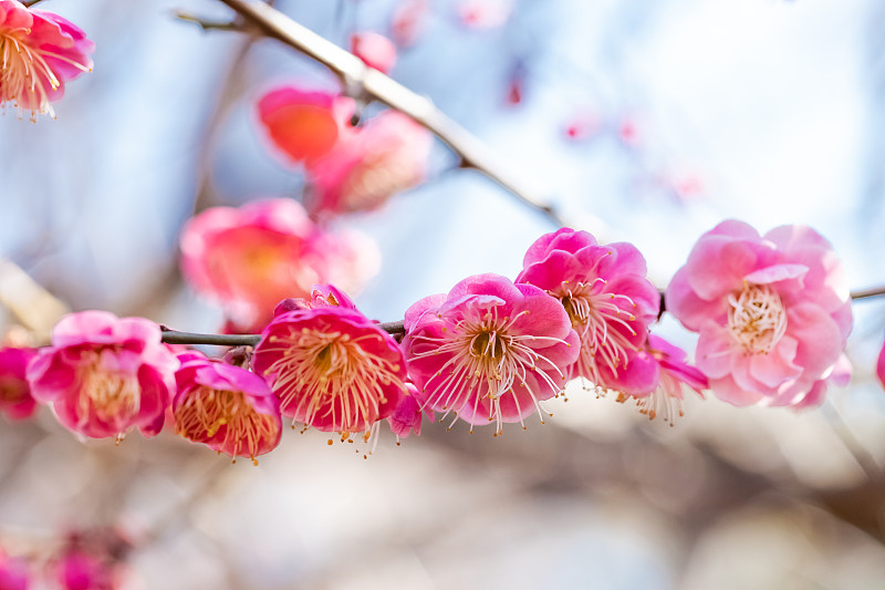 日本梅花品种图谱图片