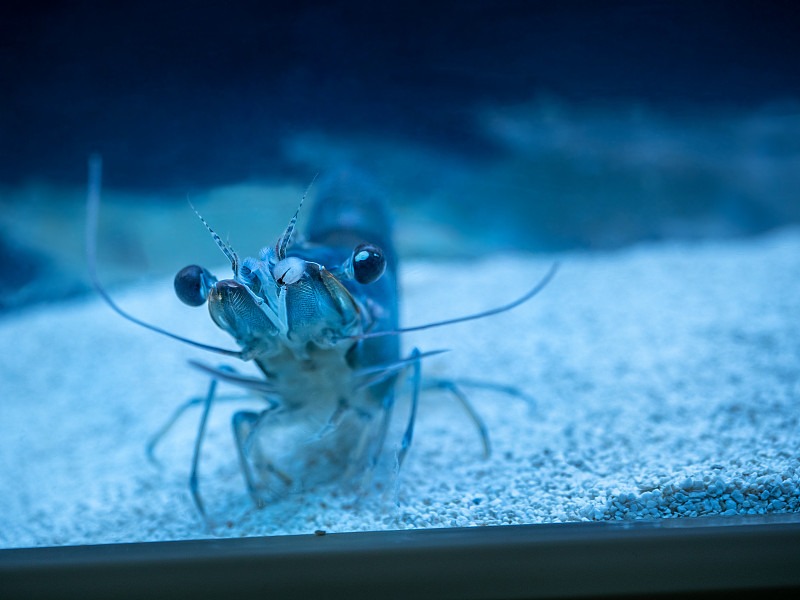 凡纳美虾,白腿虾,太平洋白虾或王虾在水族缸中游动特写镜头